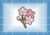 Flores de Cerezo - Naturaleza