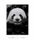 Quadro Panda Feliz - Do.Edu Store