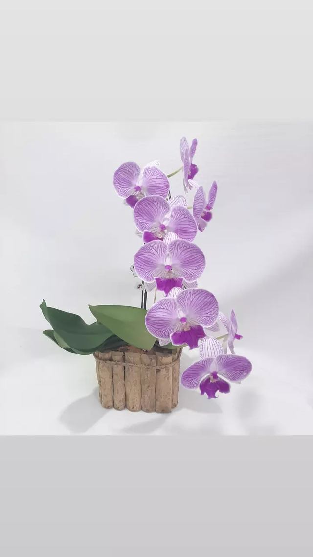 Orquídea Phalaenopsis Cascata - Santa Roza Flores