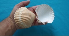 conchas de vieiras para casquinhas de siri com 50 unidades 