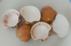 conchas de vieiras para casquinhas de siri c/30 unidades 