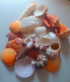 Conchas do mar em Lote 20 unidades - comprar online