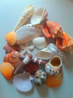 Conchas do mar em Lote 20 unidades