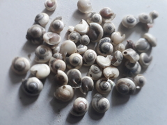 conchas do Mar micro turbos com 300 Unidades - comprar online