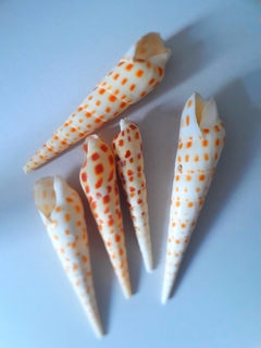 conchas cone c/02 unidades - comprar online