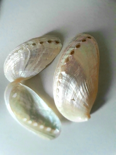 Conchas do mar Abalone Prata c/04 unidades
