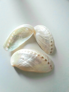 Conchas do mar Abalone Prata c/04 unidades - comprar online