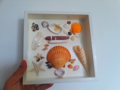 quadro conchas do mar 20x20 cm - comprar online