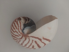 Nautilus tigres "Saldo" na internet