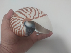 Nautilus tigres "Saldo" - comprar online