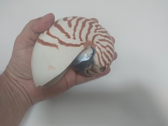 Nautilus tigres "Saldo" - Conchas Casquinha de Siri