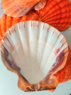 concha modelo Shell - comprar online