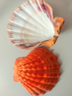 concha modelo Shell - loja online