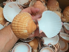 Conchas de vieiras para casquinha de siri c/80 Unidades - Conchas Casquinha de Siri