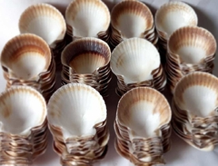 conchas casquinha de siri c/10 Unidades