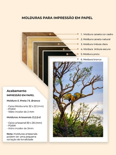 Quadro de Arara no cerrado, Alto Paraíso - Quadros Exclusivos - Decoração Fine Art para seu ambiente | Planeta em Fotos