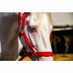 Quadro de Cavalo Branco, India