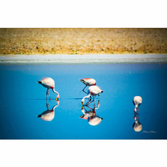 Flamingos Rosas, Deserto do Atacama