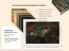Flor Mimosa do Cerrado, Chapada dos Veadeiros - loja online