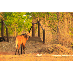 Quadro de Lobo Guará, Goiás