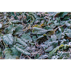 Folhas no inverno, Nepal