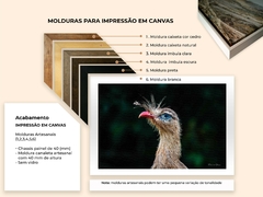 Seriema de olho azul, Goiás - loja online