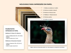 Seriema de olho azul, Goiás - Quadros Exclusivos - Decoração Fine Art para seu ambiente | Planeta em Fotos