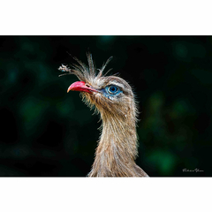 Seriema de olho azul, Goiás