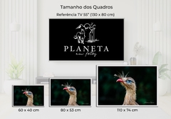 Imagem do Seriema de olho azul, Goiás