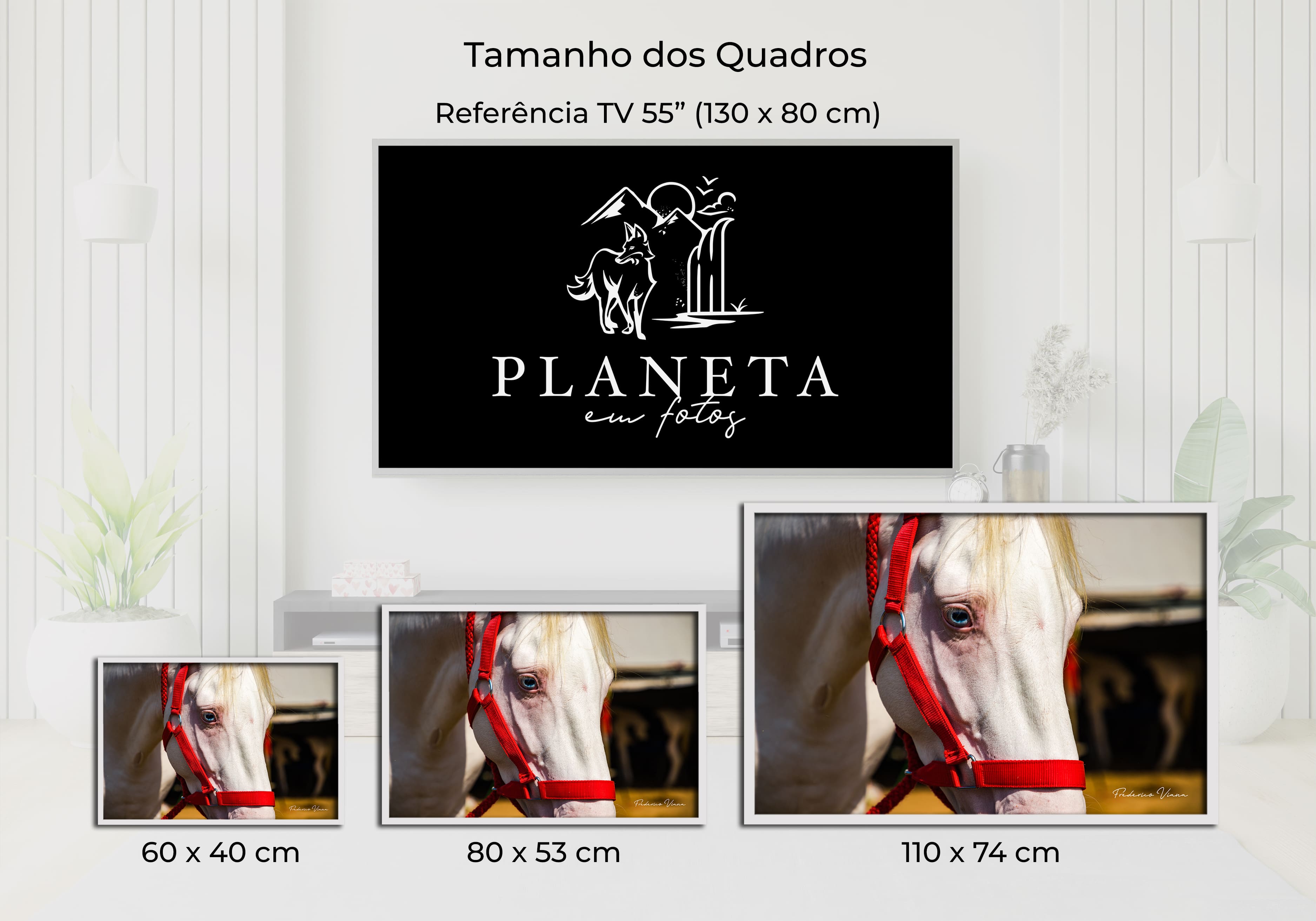 Planeta Animal - Cavalos 