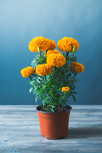 Compra en línea productos en Flor de Cempasuchil