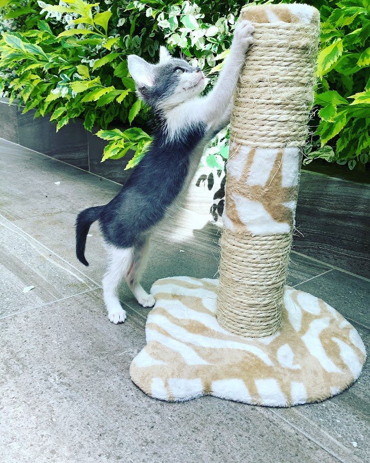 Latte disfrutando de su rascador Lio's Cat, simbolizando el bienestar y la felicidad de los gatos en su nuevo hogar