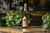 BEBIDA SIN ALCOHOL SABOR WHISKY CANADIENSE - comprar en línea