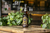 BEBIDA SIN ALCOHOL SABOR RON COCO - tienda en línea