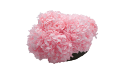 Composta Hortensia Mediana - comprar en línea