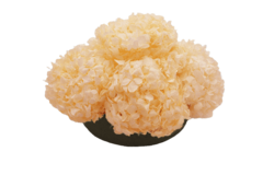 Composta Hortensia Chica - Damascena