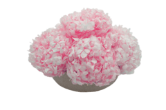 Composta Hortensia Chica en internet