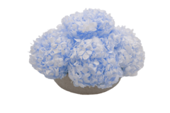 Composta Hortensia Chica - tienda en línea