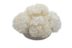 Composta Hortensia Chica - comprar en línea