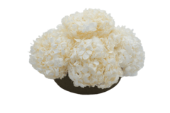 Composta Hortensia Chica - Damascena