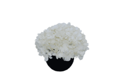 Imagen de Composta Hortensia Esfera Mini