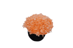 Composta Hortensia Esfera Mini - comprar en línea