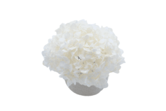 Composta Hortensia Esfera Mini