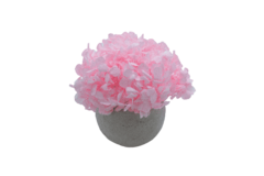 Composta Hortensia Esfera Mini - Damascena