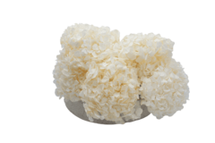 Composta Hortensia Mediana en internet