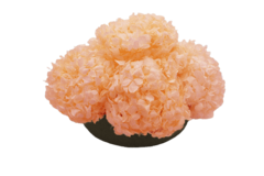 Imagen de Composta Hortensia Chica