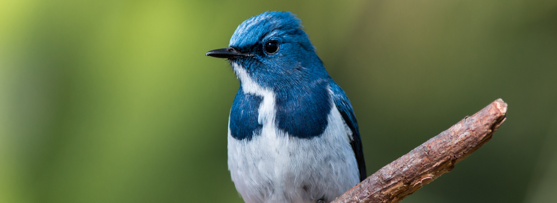 pássaro azul