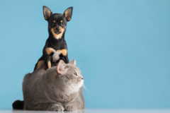 Banner da categoria Pets