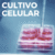 Cultivo celular