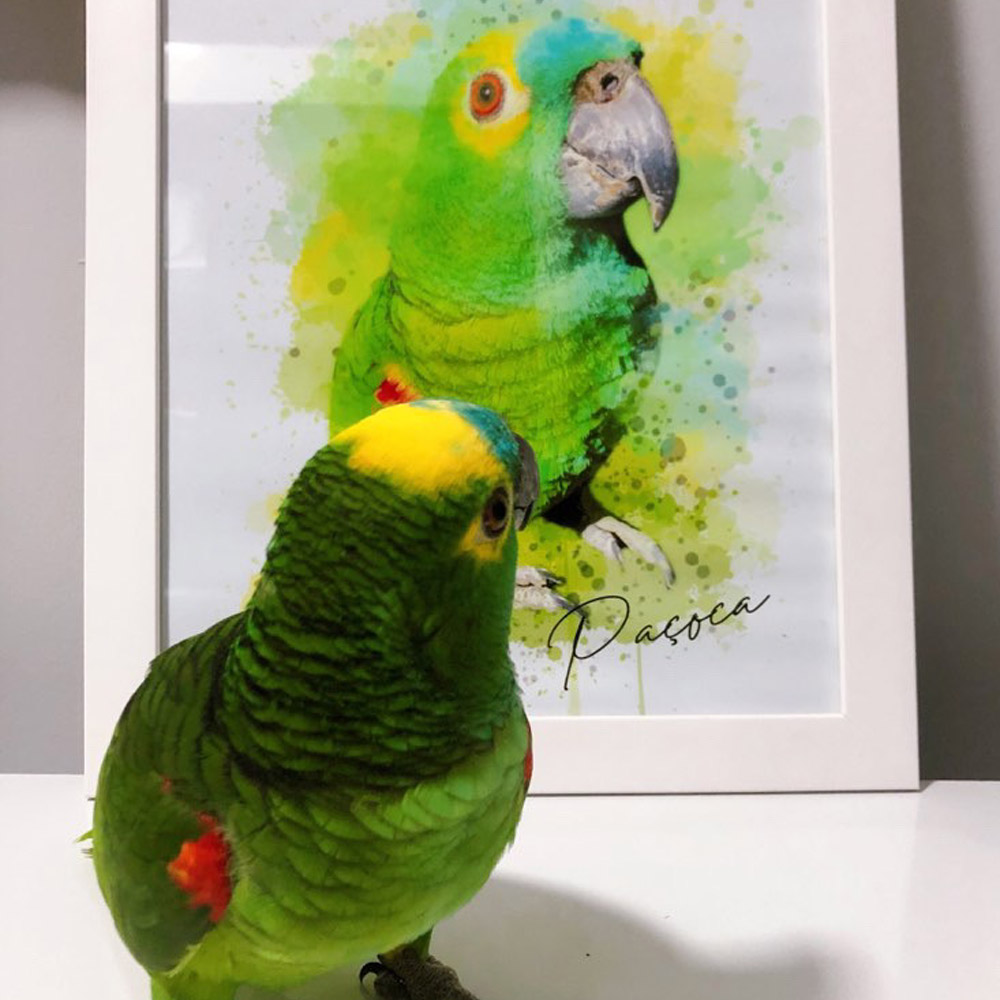 quadro pet papagaio